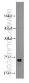 Ribosomal Protein L21 antibody, 15226-1-AP, Proteintech Group, Western Blot image 