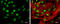 Histone Deacetylase 3 antibody, GTX109679, GeneTex, Immunocytochemistry image 