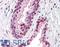 CUB Domain Containing Protein 1 antibody, LS-A8450, Lifespan Biosciences, Immunohistochemistry frozen image 