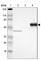 Serpin Family A Member 7 antibody, HPA002803, Atlas Antibodies, Western Blot image 