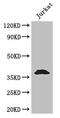 Induced myeloid leukemia cell differentiation protein Mcl-1 antibody, CSB-PA03829A0Rb, Cusabio, Western Blot image 