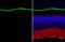 Retinoid Isomerohydrolase RPE65 antibody, GTX103472, GeneTex, Immunohistochemistry paraffin image 