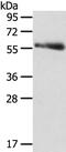 SRSF Protein Kinase 3 antibody, PA5-50795, Invitrogen Antibodies, Western Blot image 