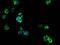 Arrestin Domain Containing 1 antibody, LS-C680182, Lifespan Biosciences, Immunofluorescence image 