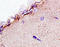 Solute Carrier Family 1 Member 3 antibody, 251379, Abbiotec, Immunohistochemistry paraffin image 