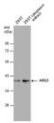 Arginase 2 antibody, PA5-31088, Invitrogen Antibodies, Western Blot image 