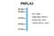 Patatin Like Phospholipase Domain Containing 3 antibody, NBP1-54611, Novus Biologicals, Western Blot image 