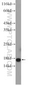 Mago Homolog, Exon Junction Complex Subunit antibody, 12347-1-AP, Proteintech Group, Western Blot image 