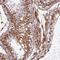 PTPRF Interacting Protein Alpha 1 antibody, NBP2-38494, Novus Biologicals, Immunohistochemistry frozen image 