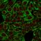 Keratin 8 antibody, GTX34668, GeneTex, Immunofluorescence image 