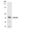 Olfactory Receptor Family 8 Subfamily B Member 4 (Gene/Pseudogene) antibody, LS-C200426, Lifespan Biosciences, Western Blot image 