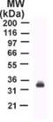 TNF Superfamily Member 10 antibody, GTX12124, GeneTex, Western Blot image 