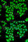 Integrator Complex Subunit 11 antibody, A6566, ABclonal Technology, Immunofluorescence image 