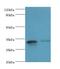 Solute Carrier Family 25 Member 15 antibody, LS-C380425, Lifespan Biosciences, Western Blot image 