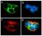 Claudin 2 antibody, 710221, Invitrogen Antibodies, Immunofluorescence image 