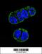 Folate Hydrolase 1 antibody, 57-212, ProSci, Immunofluorescence image 