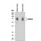 Lumican antibody, MAB2846, R&D Systems, Western Blot image 