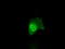 Annexin A10 antibody, LS-C114947, Lifespan Biosciences, Immunofluorescence image 