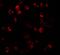 Dynamin 1 Like antibody, PA5-72786, Invitrogen Antibodies, Immunofluorescence image 