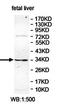 PHD Finger Protein 13 antibody, orb78023, Biorbyt, Western Blot image 