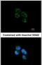 3-Hydroxyisobutyryl-CoA Hydrolase antibody, PA5-28949, Invitrogen Antibodies, Immunofluorescence image 