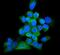 Heat Shock Protein 90 Beta Family Member 1 antibody, PB9637, Boster Biological Technology, Immunofluorescence image 