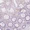 Glucagon antibody, NBP2-38329, Novus Biologicals, Immunohistochemistry paraffin image 