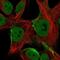 ESG antibody, NBP2-57804, Novus Biologicals, Immunofluorescence image 