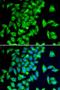 Tryptophan Hydroxylase 2 antibody, LS-C346253, Lifespan Biosciences, Immunofluorescence image 