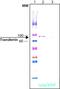 Transferrin antibody, PA1-27935, Invitrogen Antibodies, Western Blot image 