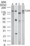 Toll Like Receptor 9 antibody, NBP2-24863, Novus Biologicals, Western Blot image 