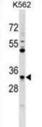 Ficolin 1 antibody, abx029230, Abbexa, Western Blot image 