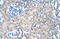 Polyamine Modulated Factor 1 antibody, 28-971, ProSci, Enzyme Linked Immunosorbent Assay image 