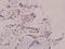 Snail Family Transcriptional Repressor 1 antibody, A00716S246, Boster Biological Technology, Immunohistochemistry frozen image 
