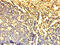 Dynein Light Chain LC8-Type 1 antibody, CSB-PA01284A0Rb, Cusabio, Immunohistochemistry paraffin image 