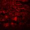 Phospholipid Phosphatase 7 (Inactive) antibody, A15380, Boster Biological Technology, Immunofluorescence image 