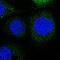 Leucine Rich Repeats And Calponin Homology Domain Containing 3 antibody, PA5-64970, Invitrogen Antibodies, Immunofluorescence image 