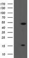 ALX Homeobox 4 antibody, TA505146, Origene, Western Blot image 