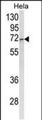 ASPSCR1 Tether For SLC2A4, UBX Domain Containing antibody, PA5-49643, Invitrogen Antibodies, Western Blot image 