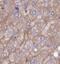 Small proline-rich protein 2I antibody, FNab08197, FineTest, Immunohistochemistry frozen image 