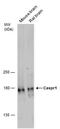 Contactin Associated Protein 1 antibody, PA5-78502, Invitrogen Antibodies, Western Blot image 