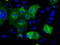 Sorting nexin-9 antibody, TA501252, Origene, Immunofluorescence image 