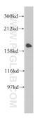 MYB Binding Protein 1a antibody, 14524-1-AP, Proteintech Group, Western Blot image 