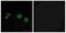 TRAF3 Interacting Protein 1 antibody, A08944, Boster Biological Technology, Immunohistochemistry paraffin image 