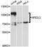 Nuclear Factor, Erythroid 2 Like 2 antibody, MBS127940, MyBioSource, Western Blot image 