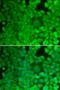 Glycogen Synthase 1 antibody, orb375824, Biorbyt, Immunocytochemistry image 