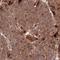 Zinc Finger Protein 428 antibody, HPA048072, Atlas Antibodies, Immunohistochemistry frozen image 