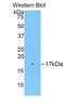 Biglycan antibody, LS-C293011, Lifespan Biosciences, Western Blot image 