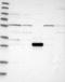 Tripartite Motif Containing 5 antibody, NBP1-87119, Novus Biologicals, Western Blot image 