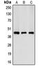 Creatine Kinase, M-Type antibody, orb213745, Biorbyt, Western Blot image 